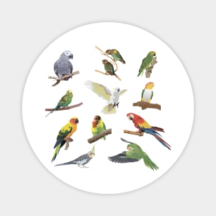 Various Colorful Parrots Magnet